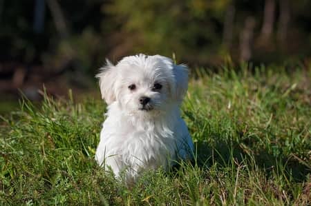 little white dog