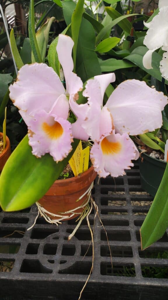 Light pink cattleya schroederae with a yellow lip
