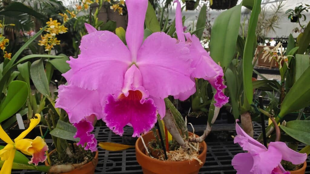 Dark Pink Cattleya lueddemanniana with a purple lip