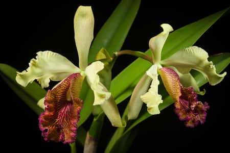 orchid terminology