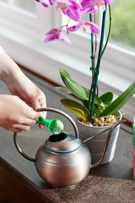 orchid fertilization