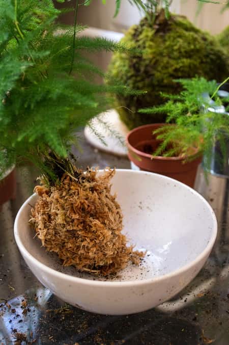 Orchid Kokedama Floral Design