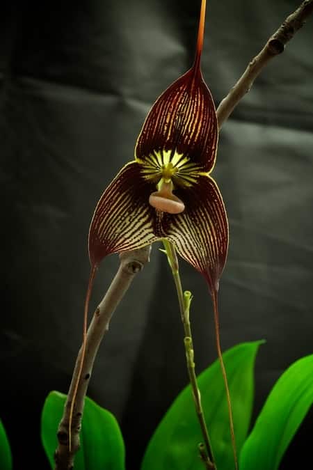 Closed Terrarium for Orchids