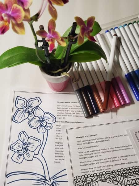 Fertilization Guide For Orchids