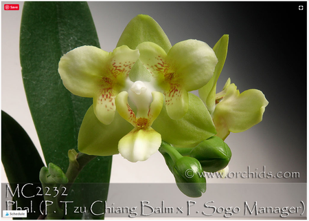 Orchid with signs of Peloria