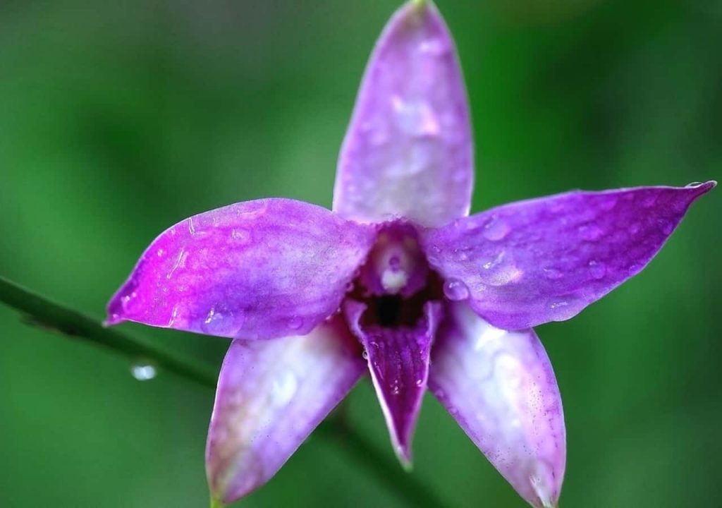 Dendrobium Orchid