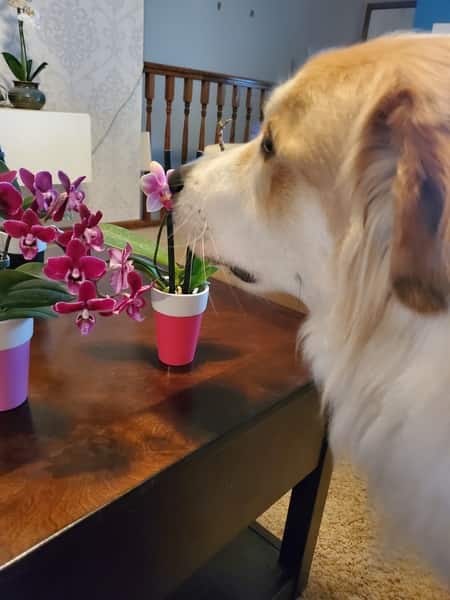 Dog Smelling Orchid