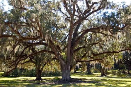 Spanish Moss