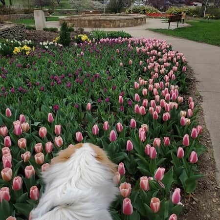 Dog in Flowers