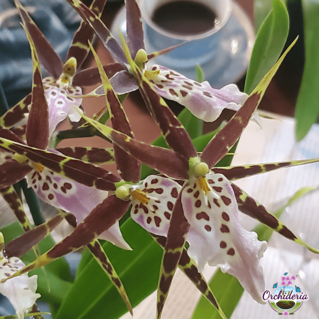 Miltassia Shelob 'Tolkien Image Credit: orchieria.com