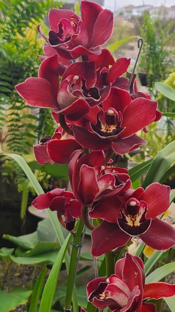Cymbidium Orchid Image Credit: Orchideria.com
