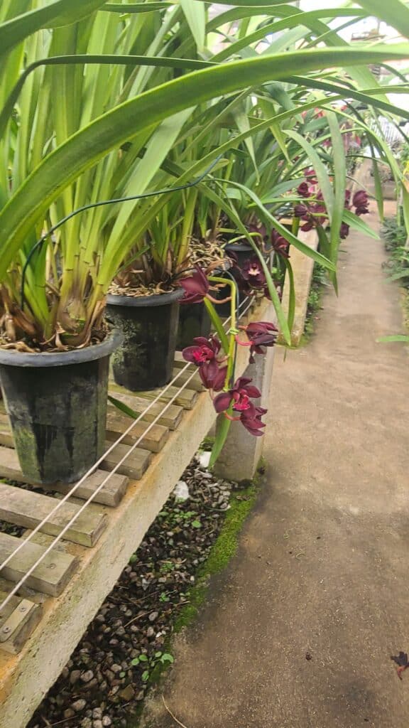 Orchids in a Greenhouse in Juiz de Fora, BR