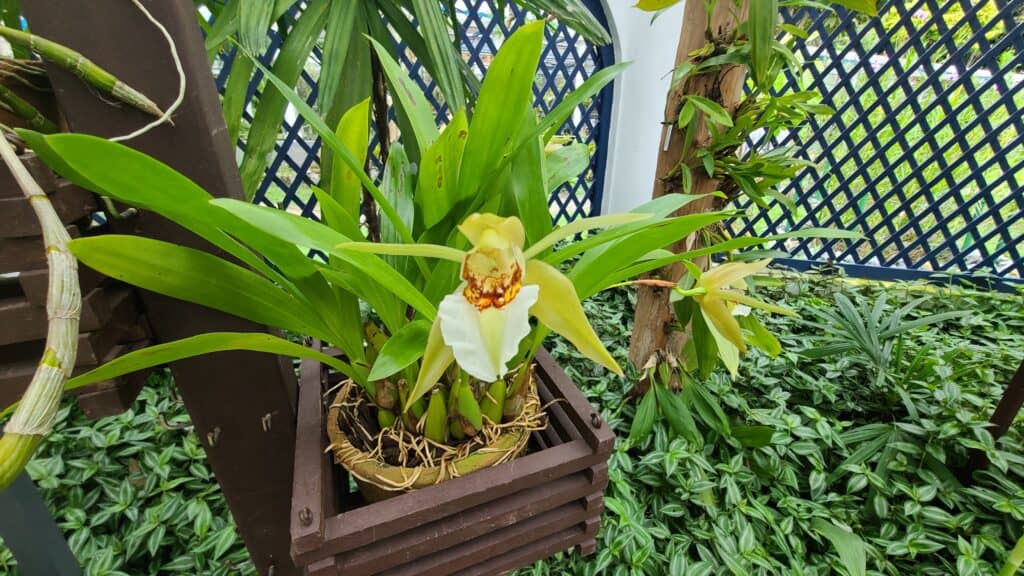 Orchids in Rio de Janeiro Greenhouse