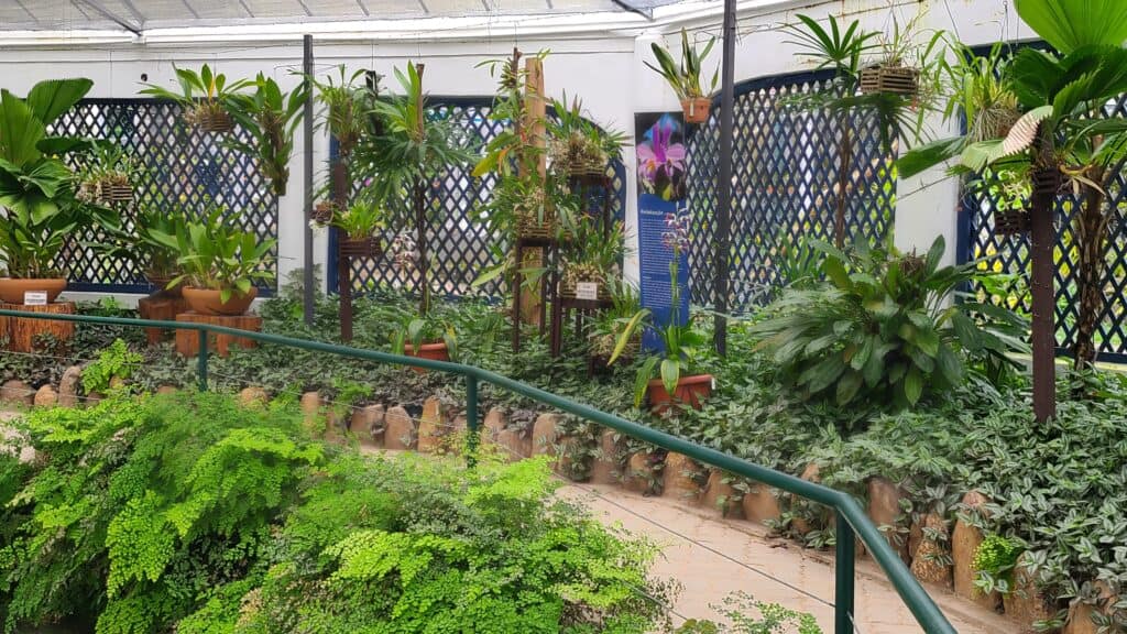 Orchids in Rio de Janeiro Greenhouse
