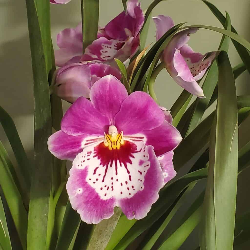 Miltoniopsis Orchid