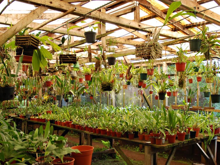 Orchid greenhouse