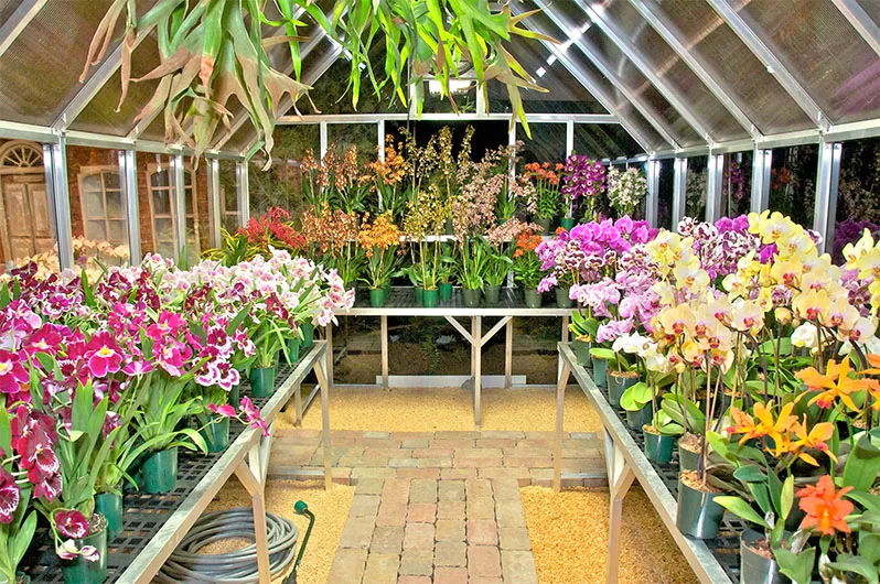 Orchid greenhouse