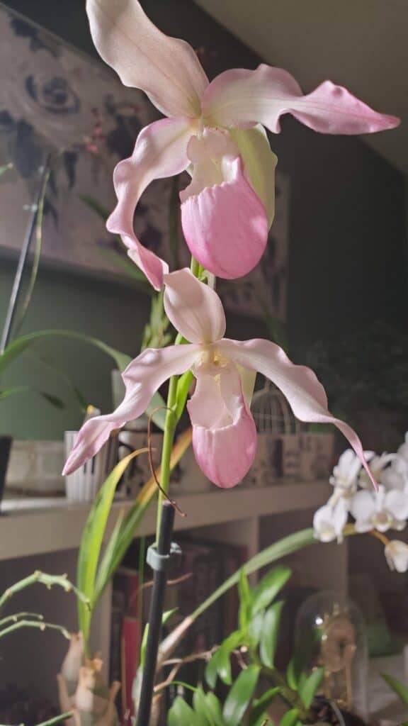 Phragmipedium sedenii