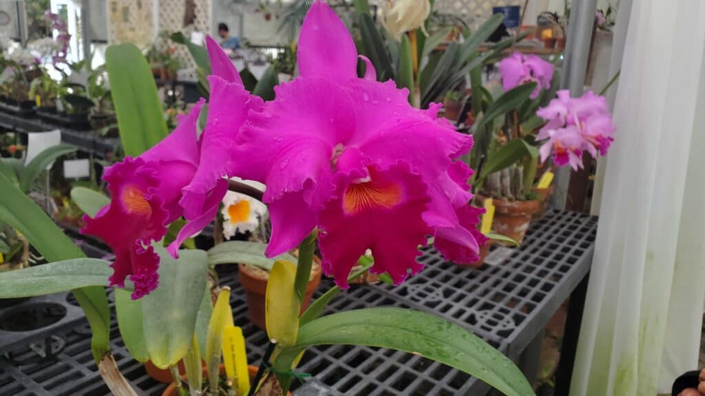 Cattleya Orchid in a Greenhouse