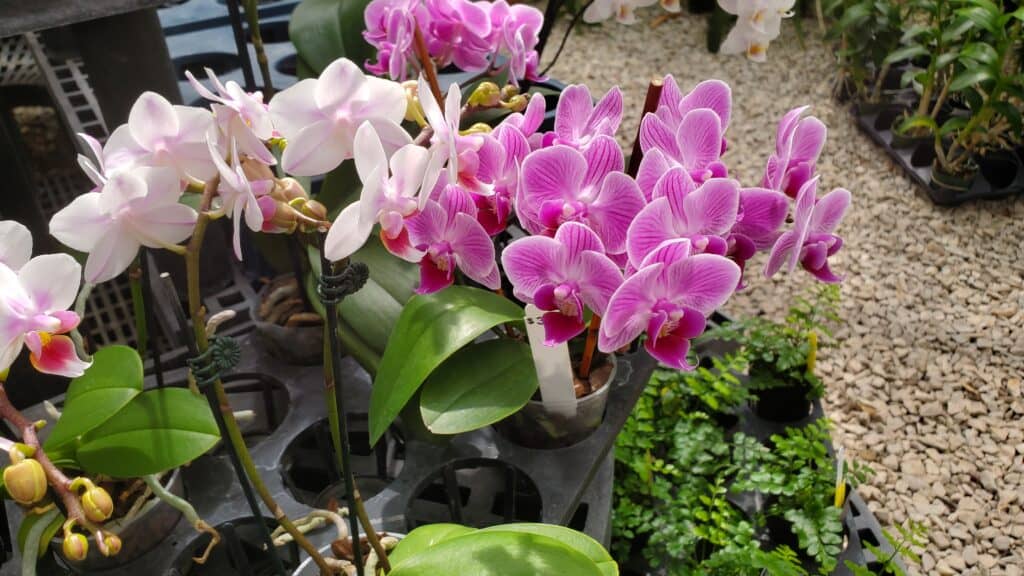 How many orchids fit in a Greenhouse?