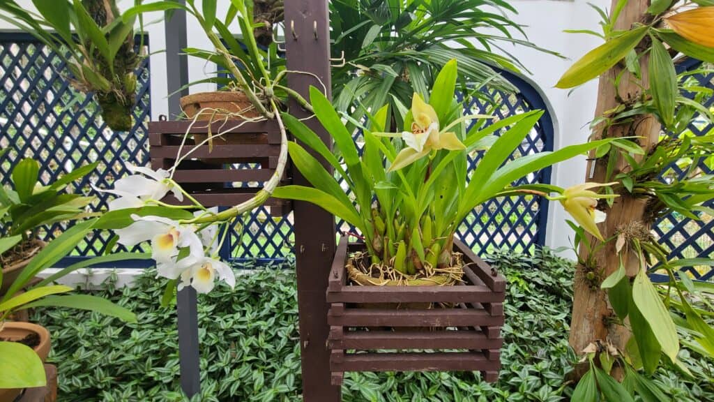 Hanging Basket Orchid in Rio de Janeiro, BR
