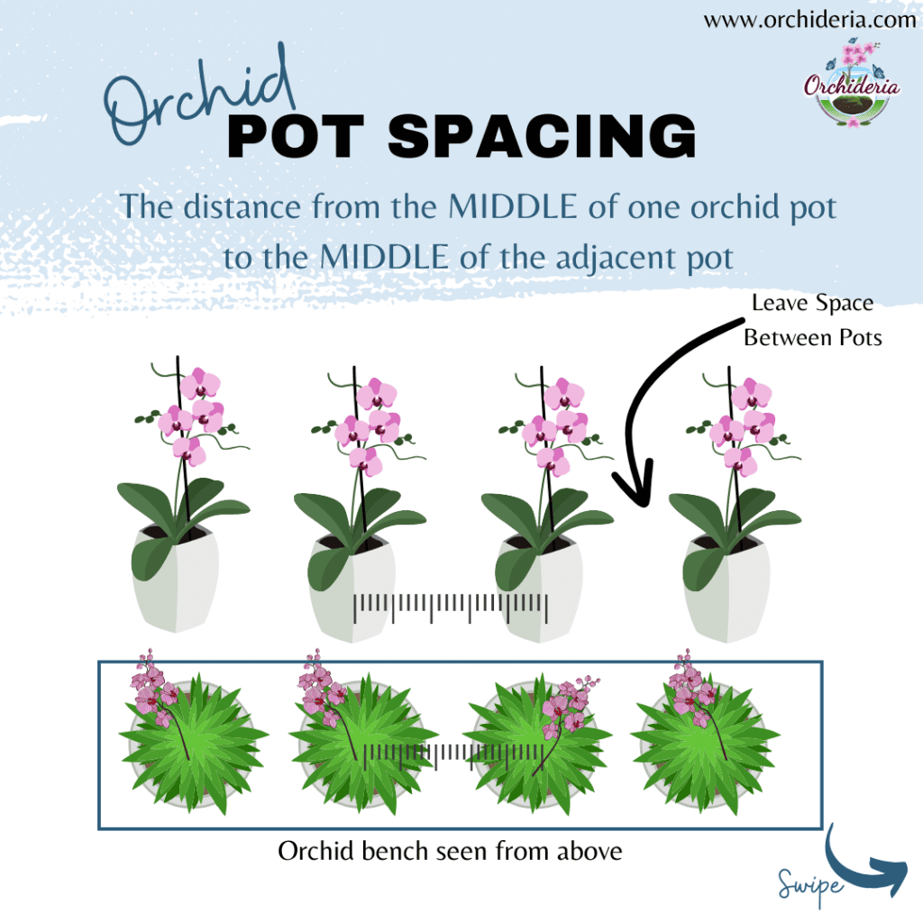 Orchid pot Spacing