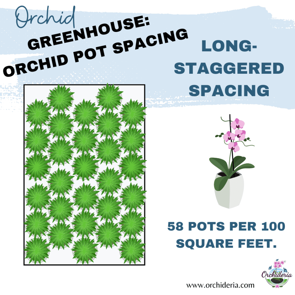 Long Staggered Orchid Pot Spacing