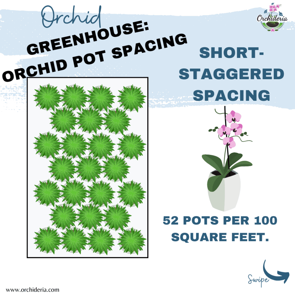 Short Staggered Spacing for Orchid Pots