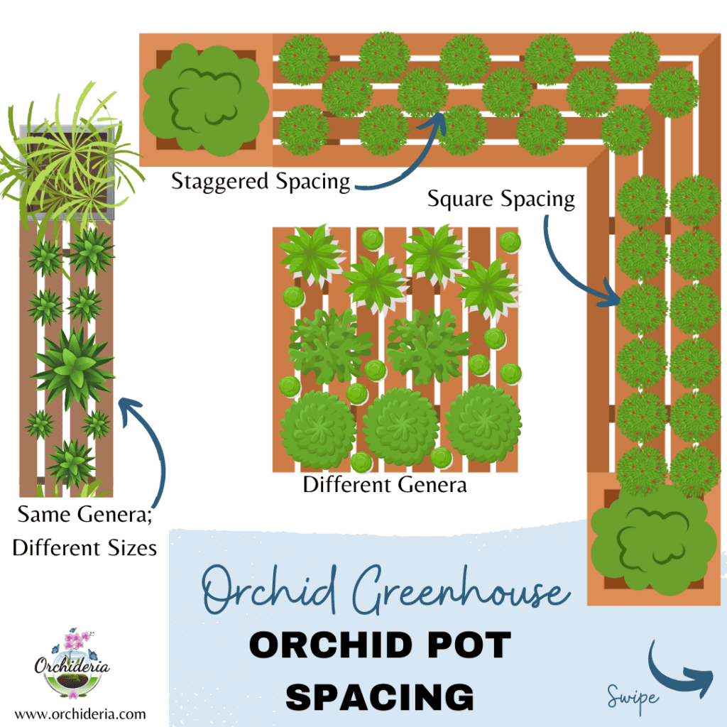 Pot Spacing Orchid Problems