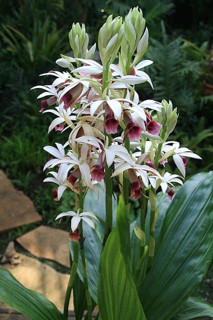 Phaius Orchid