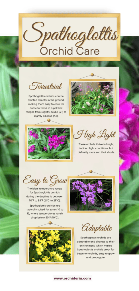 Spathoglottis Orchid Care Info Card