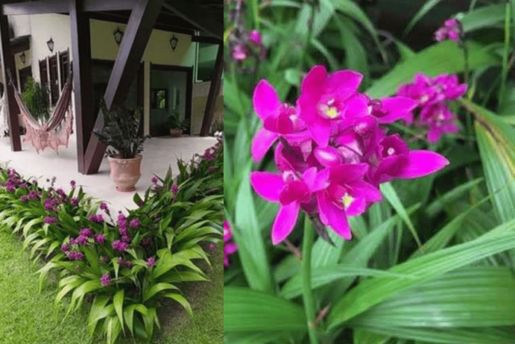 Spathoglottis Orchid Image Credit; Leandro Cunha (Instagram)