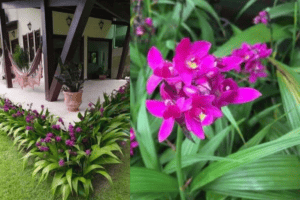 Spathoglottis Orchid Image Credit; Leandro Cunha (Instagram)