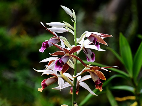 phaius-tankervilleae