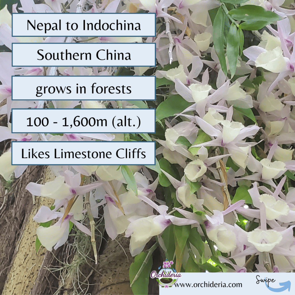 Infographic Dendrobium aphyllum orchid