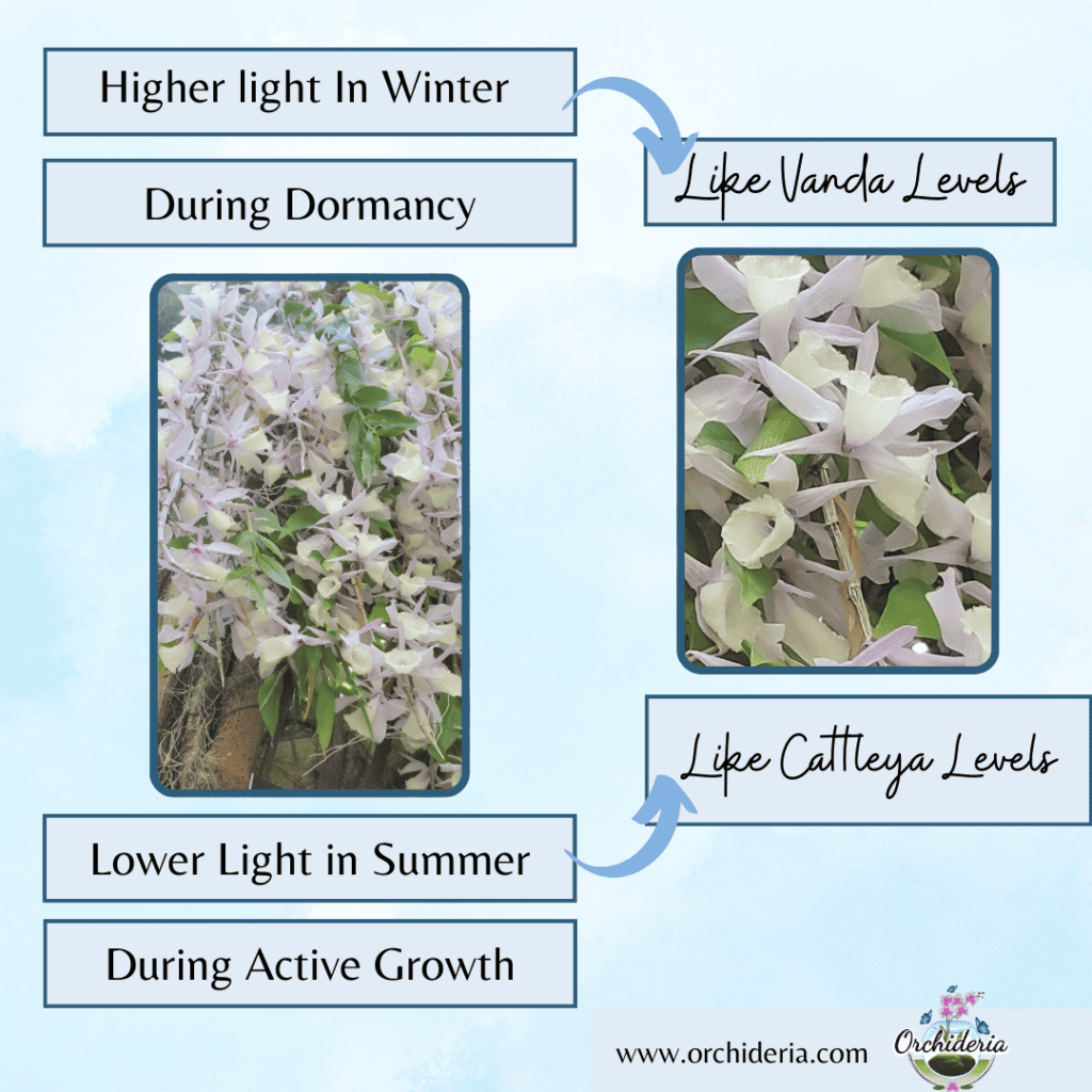 Lighting parameters for Dendrobium aphyllum orchids